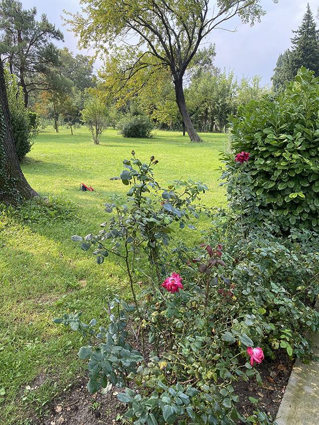 jardin fleurs